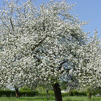 Bild vergrößern: Apfelbaumblüte im Geschützten Landschaftsbestandteil Die Ebene bei Bug
