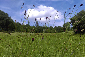 Bild vergrößern: Natura 2000-Gebiet -  Altenburgwiesen mit dem Großen Wiesenknopf