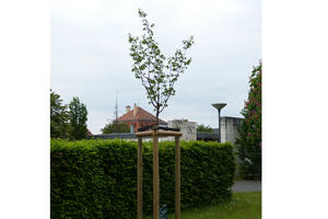 Bild vergrößern: Bild: Der Wunschbaum der Bürgerinnen und Bürger, die Berg- bzw. Scharlachkirsche, auf dem Hauptfriedhof.