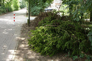 Bild vergrößern: Am Straßenrand liegende Zweige für die Gartenabfallsammlung