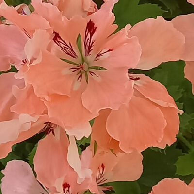 Bild vergrößern: Auf dem Bild ist eine Blume im Botanischen Garten zu sehen.