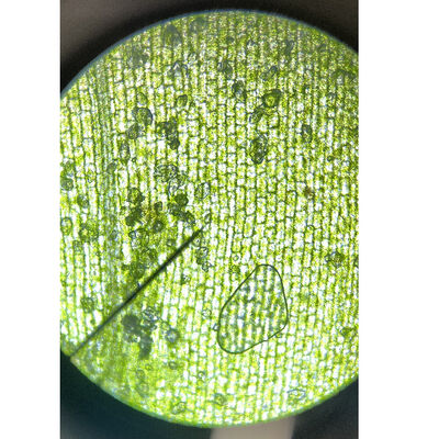 Bild vergrößern: Mikroskopische Aufnahme eines Präparats.