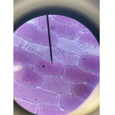 Bild vergrößern: Mikroskopische Aufnahme eines Präparats